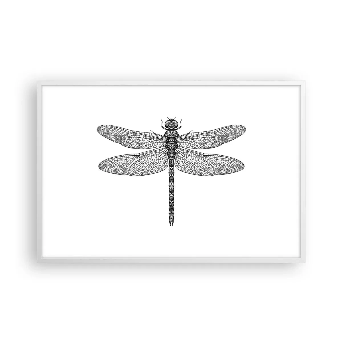 Plakát v bílém rámu - Přesnost přírody - 91x61 cm