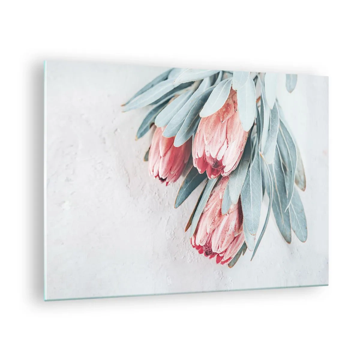 Obraz na skle - Tři pastelové květy protey s listy na světlém pozadí - 70x50cm - Zahanbené svou vlastní krásou - Moderní nástěnná dekorace do obývacího pokoje a ložnice ARTTOR