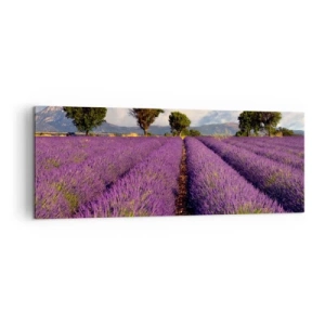 Obraz na plátně - Levandulová pole - 140x50 cm