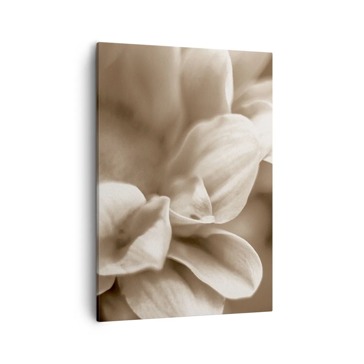 Obraz na plátně - Něžné jako úsměv - 50x70 cm