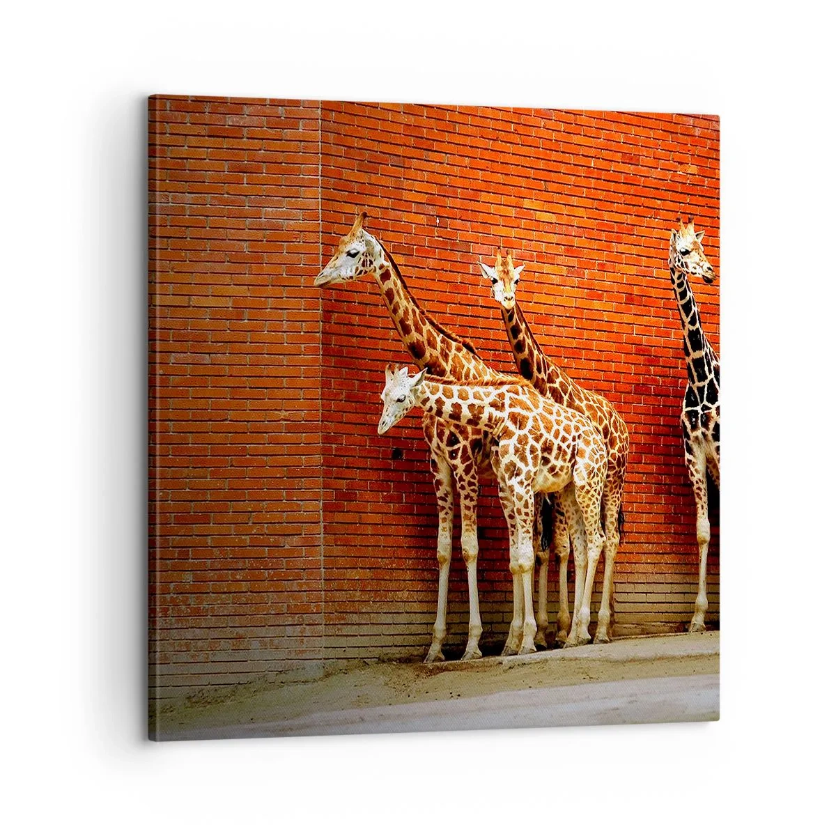 Obraz na plátně - Vidíte nějaký akát? - 60x60 cm