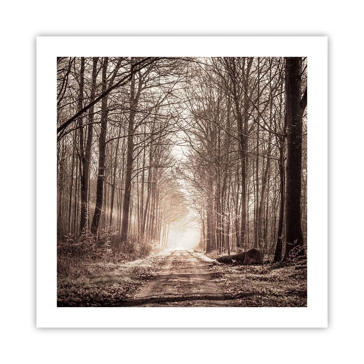 Plakát - Lesní katedrála - 50x50 cm