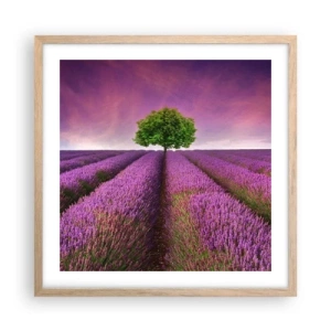Plakát v rámu světlý dub - Na levandulových polích - 50x50 cm