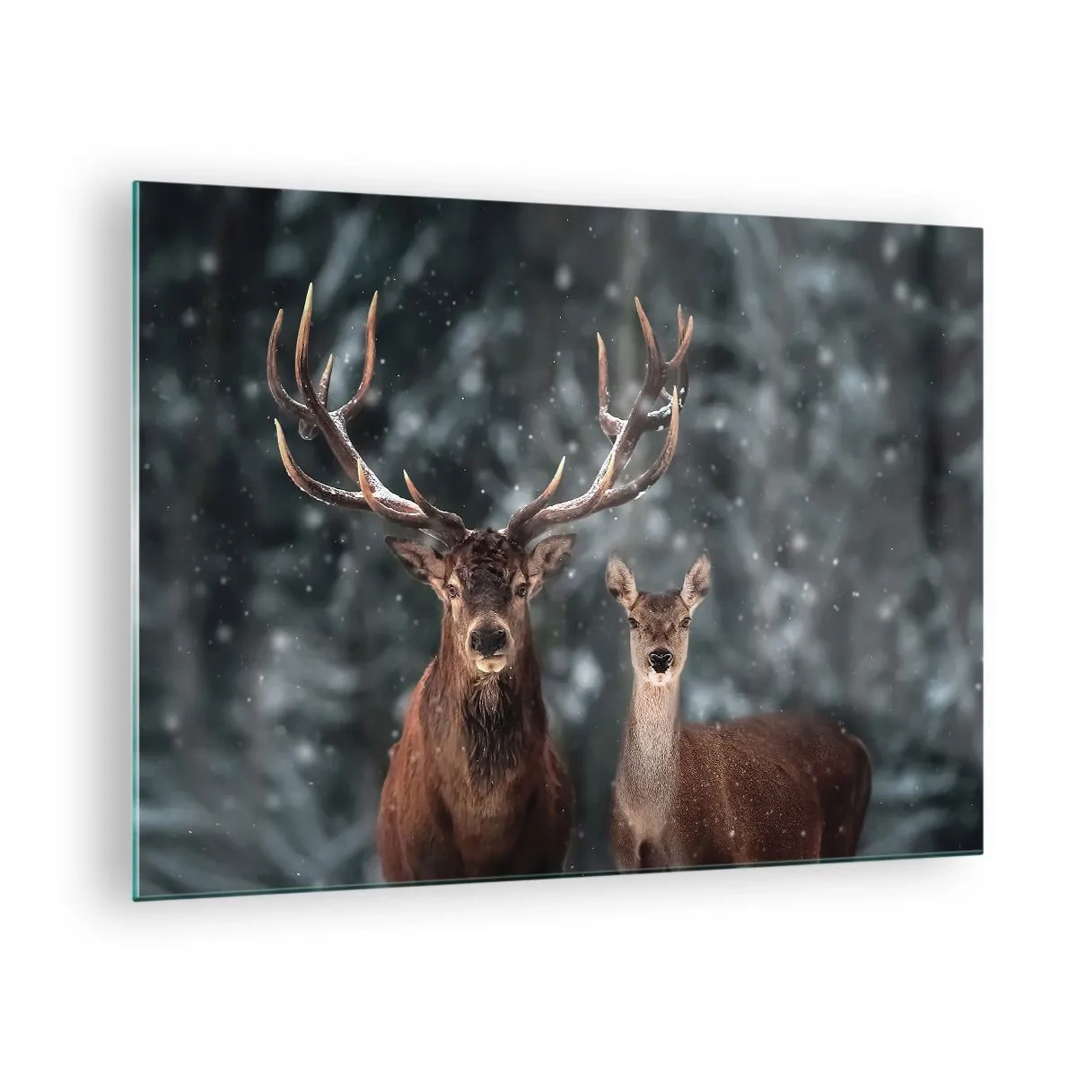 Obraz na skle - Jelen a laň v zimním lese pokrytém sněhem - 70x50cm - Pán lesa se svou ženou - Moderní nástěnná dekorace do obývacího pokoje a ložnice ARTTOR