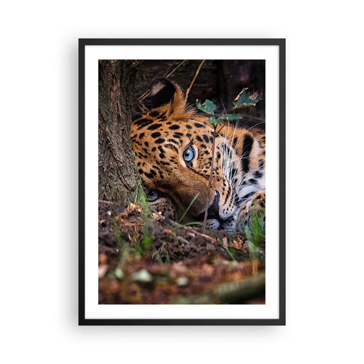 Plakát v černém rámu - Ležící leopard s intenzivně modrýma očima - 50x70cm - Věř mi - Moderní nástěnná dekorace do obývacího pokoje a ložnice ARTTOR