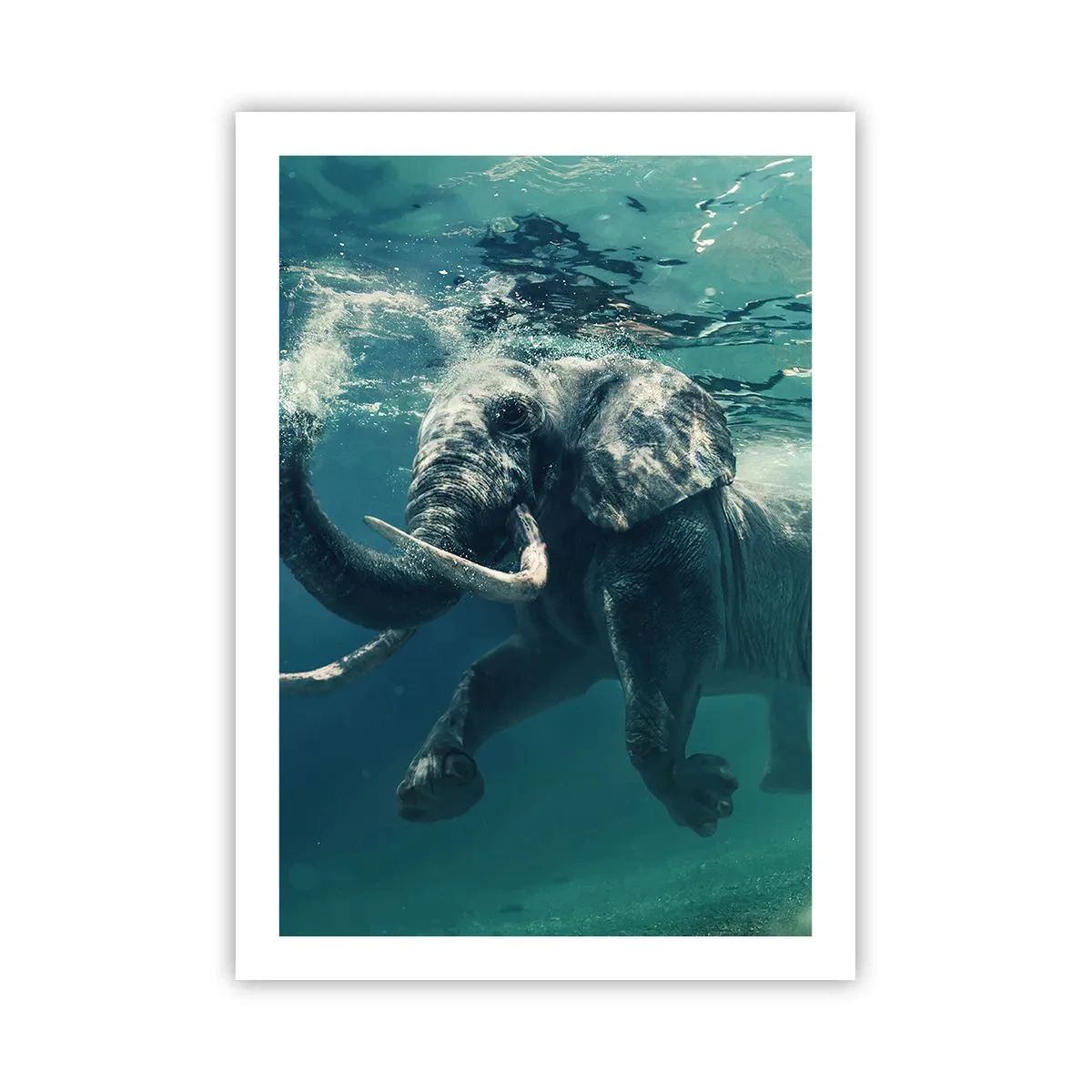 Plakát - Všichni rádi plavou - 50x70 cm