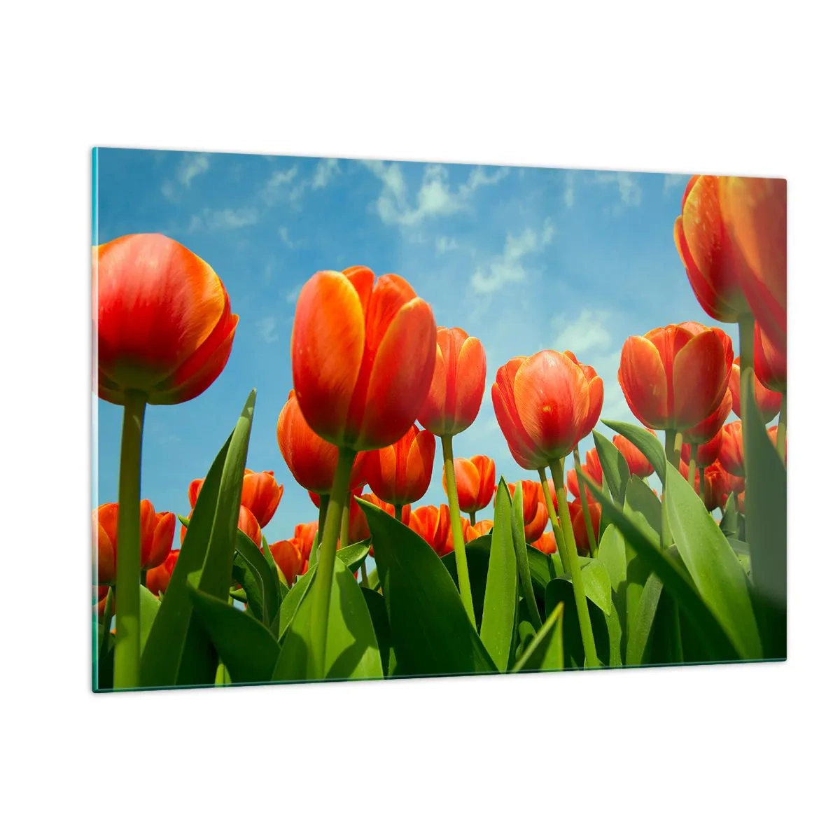 Obraz na skle - Kromě blankytného nebe nic v životě nepotřebují - 120x80 cm