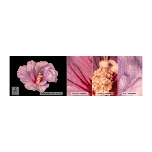 Vzor Fototapety Samolepicí Deluxe Sticker - Přímo do srdce - Květ, Kus, Grafika - 100x30 cm