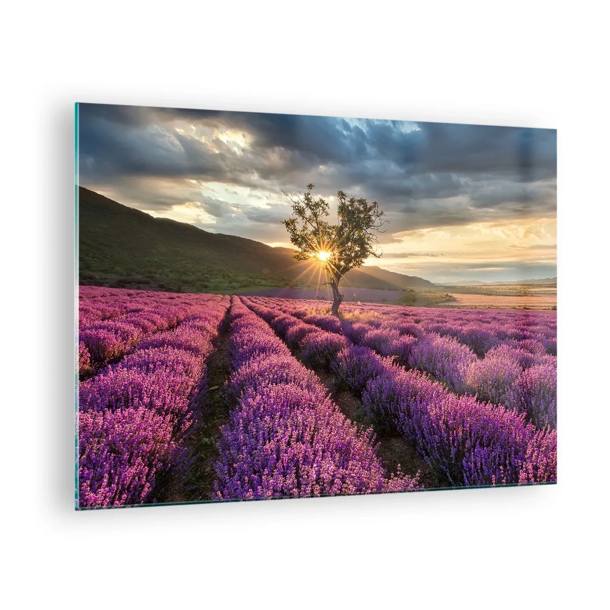 Obraz na skle - Levandulové pole s osamělým stromem v paprscích zapadajícího slunce - 70x50cm - Aroma v barvě lila - Moderní nástěnná dekorace do obývacího pokoje a ložnice ARTTOR