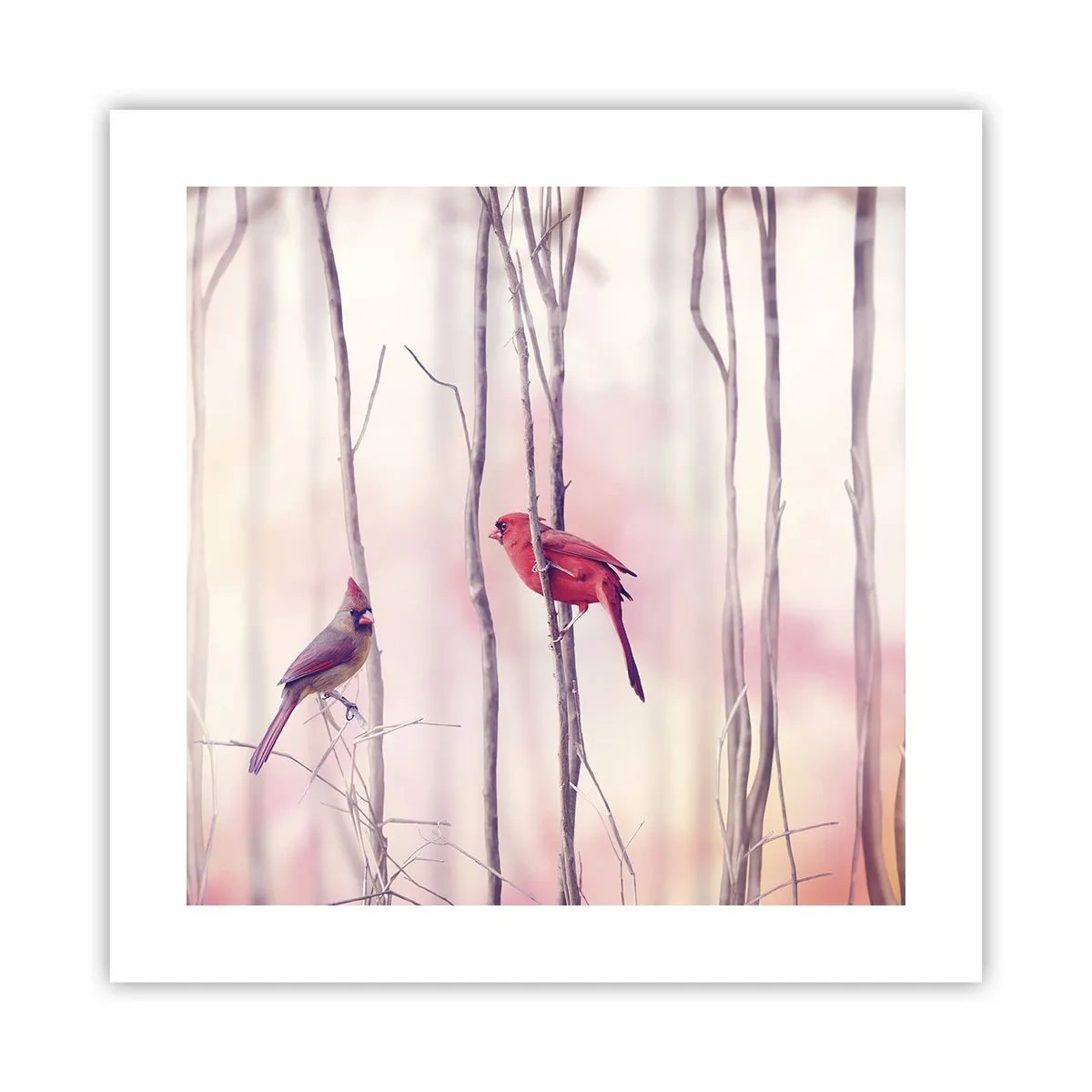 Plakát - Příběh růžového lesa - 40x40 cm