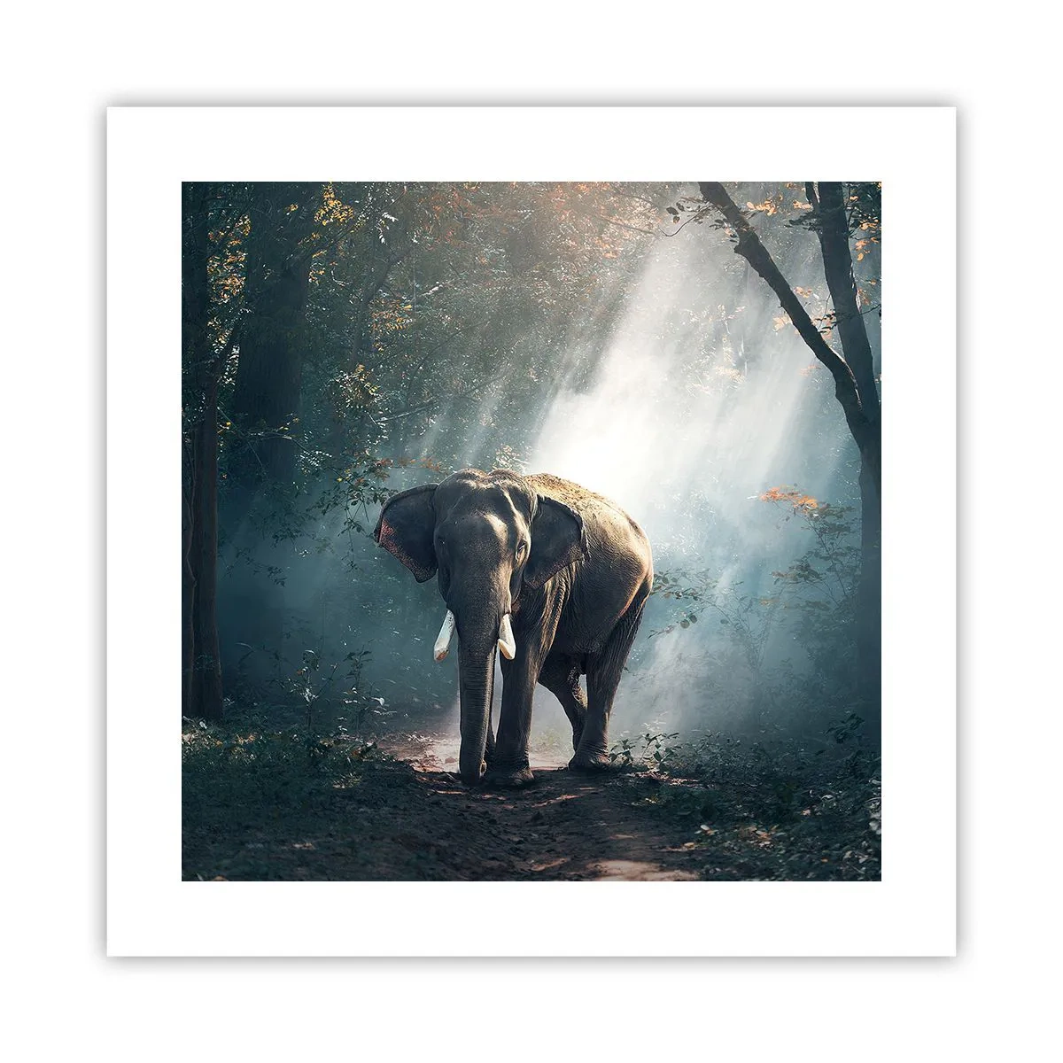 Plakát - Klidná procházka - 40x40 cm