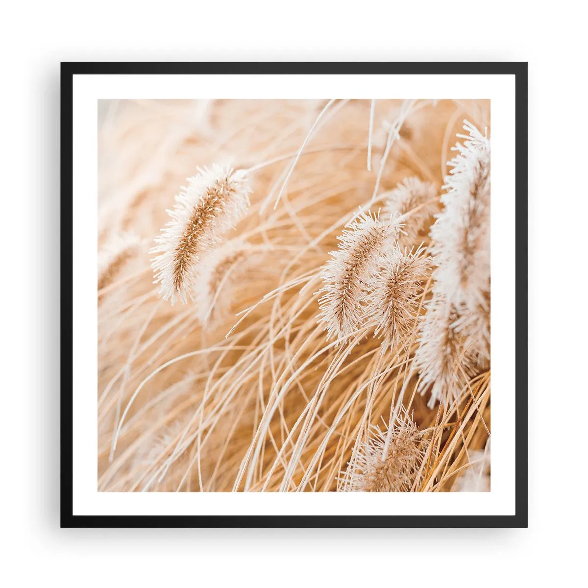 Plakát v černém rámu - Zlaté šustění travin - 60x60 cm