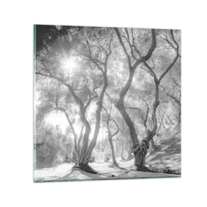 Obraz na skle - V olivovém háji - 70x70 cm