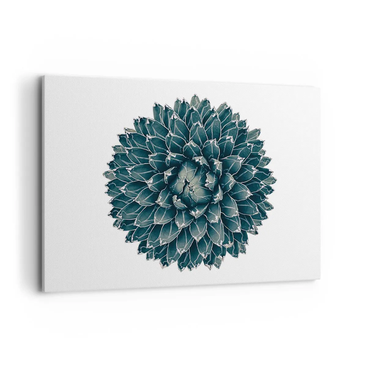 Obraz na plátně - Hvězda pouště - 100x70 cm