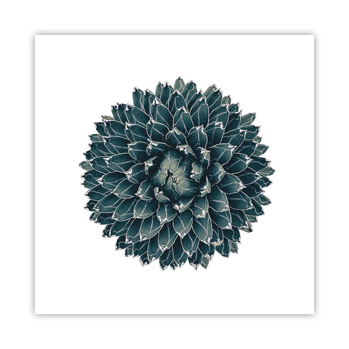 Plakát - Hvězda pouště - 50x50 cm