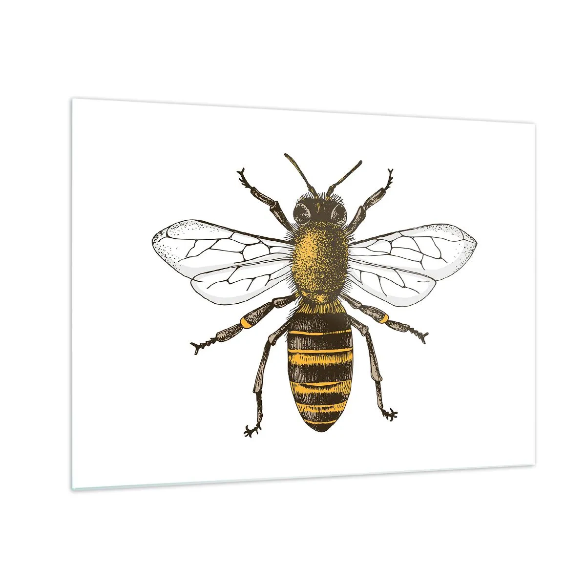 Obraz na skle - Detailní ilustrace včely na bílém pozadí - 70x50cm - Krásná a dobrá - Moderní nástěnná dekorace do obývacího pokoje a ložnice ARTTOR