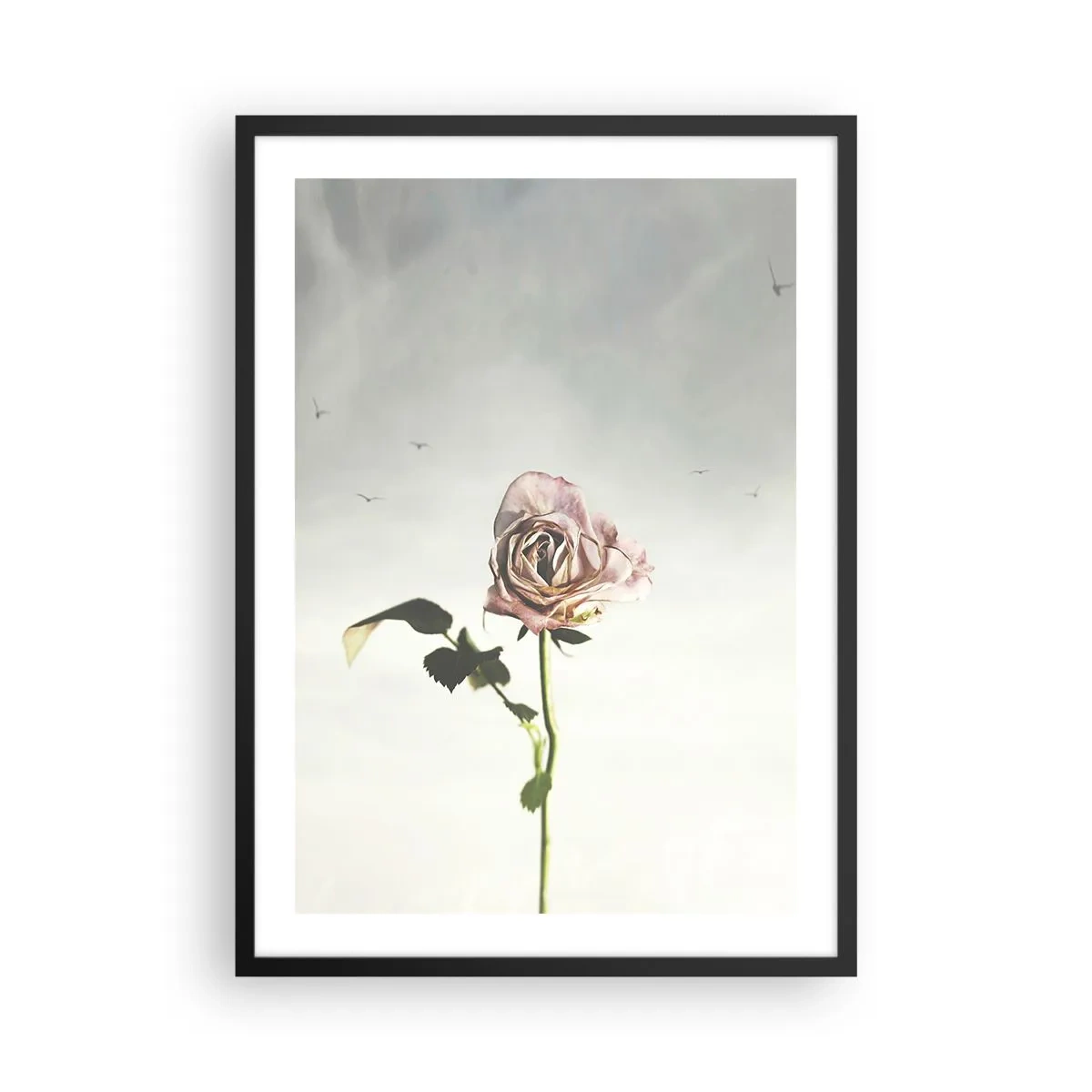 Plakát v černém rámu - Jemná růže proti křehké obloze - 50x70cm - Vítání jara - Moderní nástěnná dekorace do obývacího pokoje a ložnice ARTTOR
