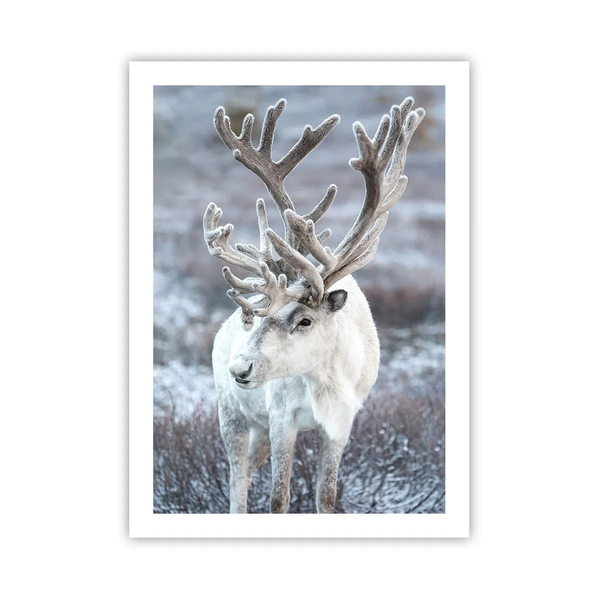 Plakát - Sluneční portrét - 50x70 cm