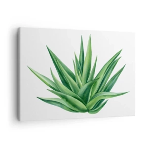 Obraz na plátně - Šťavnatá zelená rostlina na bílém pozadí - 70x50cm - Zelená – síla – život - Moderní nástěnná dekorace do obývacího pokoje a ložnice ARTTOR