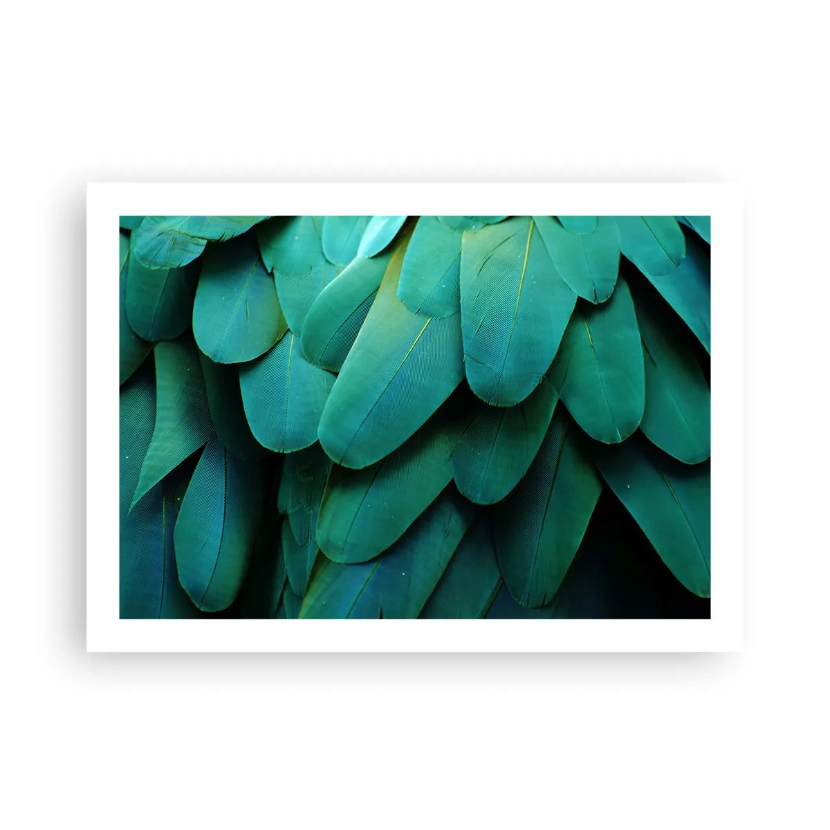 Plakát - Přesnost papouščí povahy - 70x50 cm