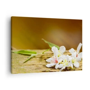 Obraz na plátně - Bílé květy na dřevěném pozadí v přirozeném světle - 70x50cm - Nevinný slib - Moderní nástěnná dekorace do obývacího pokoje a ložnice ARTTOR