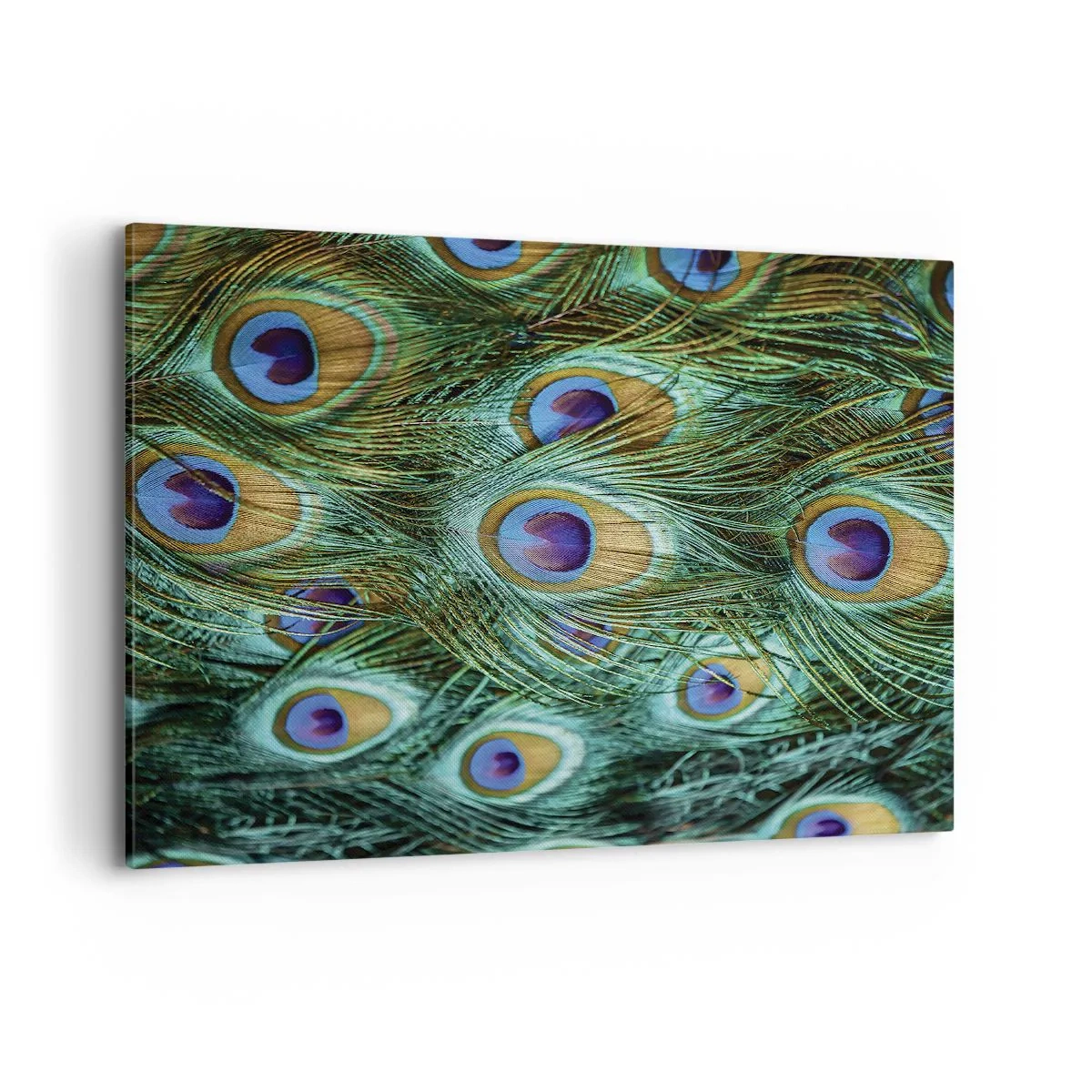 Obraz na plátně - Paví pohled - 100x70 cm