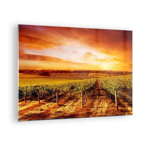 Obraz na skle - Vinná réva na poli při západu slunce - 70x50cm - Jemně ovocné s tónem slunce - Moderní nástěnná dekorace do obývacího pokoje a ložnice ARTTOR