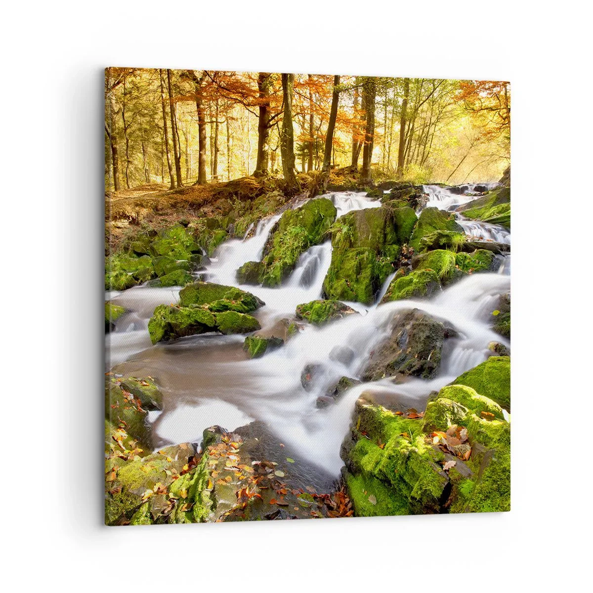 Obraz na plátně - Chvatem podzimním lesem - 50x50 cm