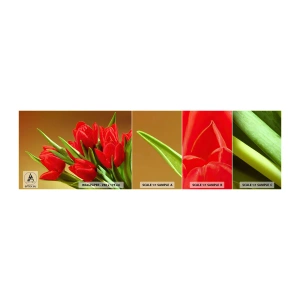 Fototapeta Vzorek Standard Eco - Pupen jarní radosti - Květiny, tulipány, Kytice květin - 100x30 cm
