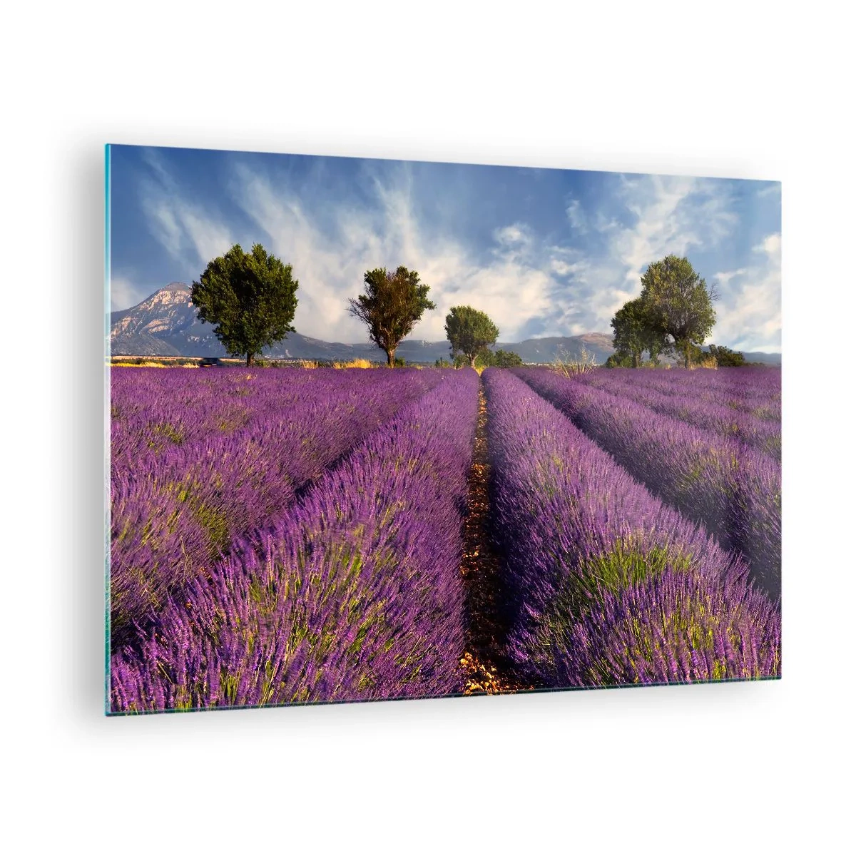 Obraz na skle - Levandulové pole se stromy a horským pozadím - 70x50cm - Levandulová pole - Moderní nástěnná dekorace do obývacího pokoje a ložnice ARTTOR