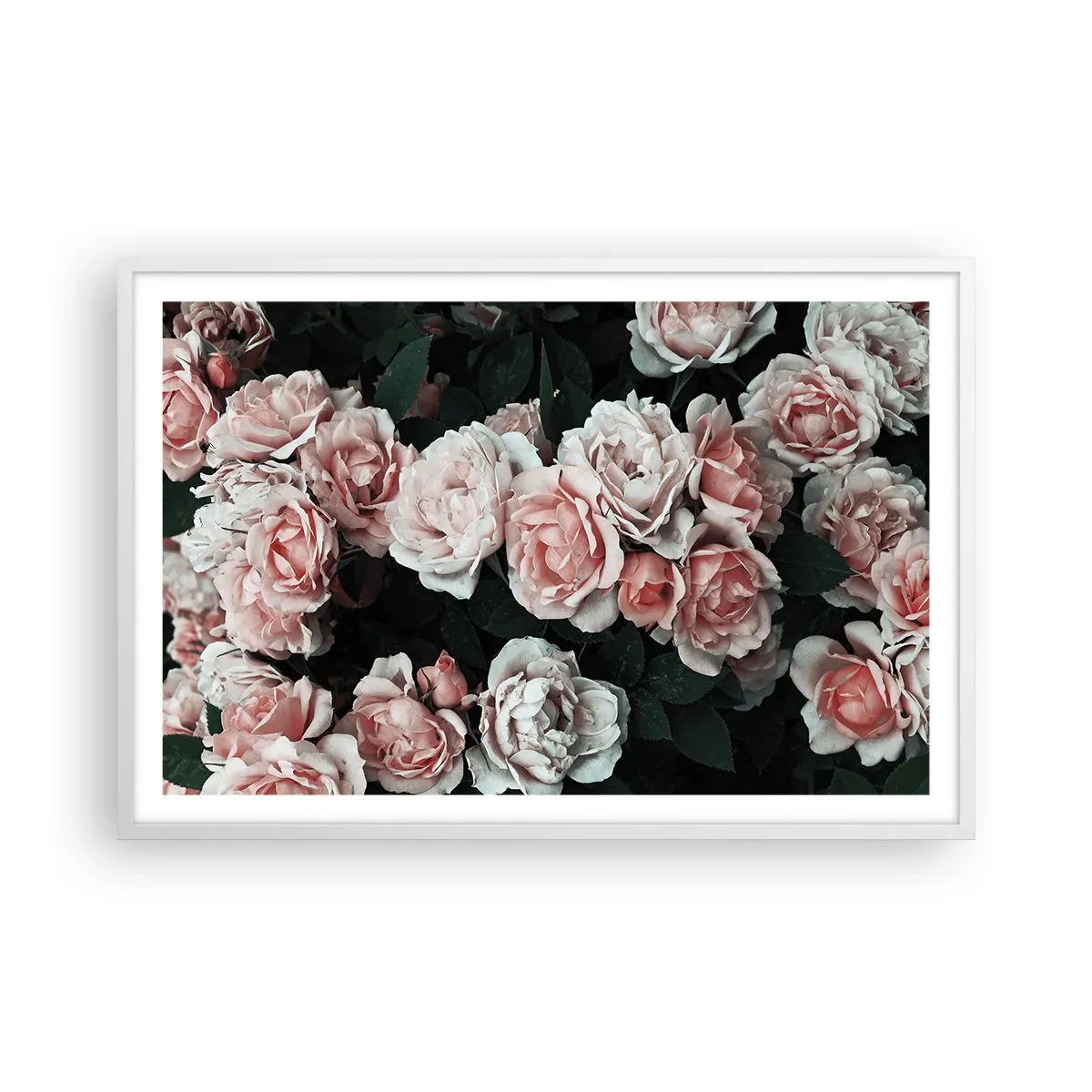 Plakát v bílém rámu - Růžový ansámbl - 91x61 cm