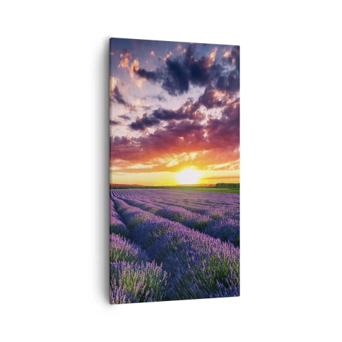 Obraz na plátně - Levandulový svět - 55x100 cm