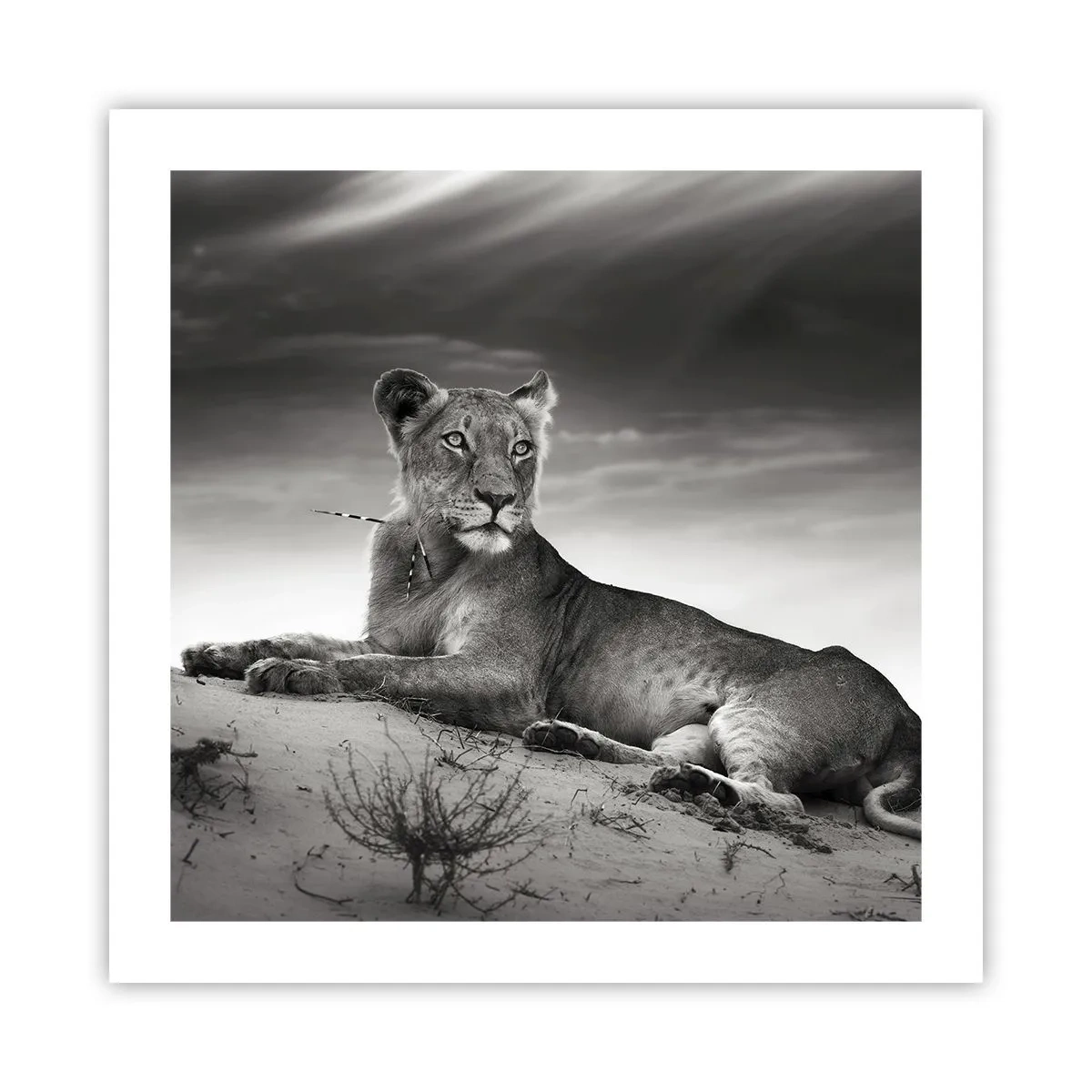 Plakát - Odpočinek královny pouště - 50x50 cm