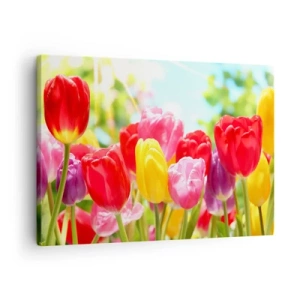 Obraz na plátně - Barevné tulipány v plném květu na jarním pozadí - 70x50cm - To jsme my, barvy května! - Moderní nástěnná dekorace do obývacího pokoje a ložnice ARTTOR