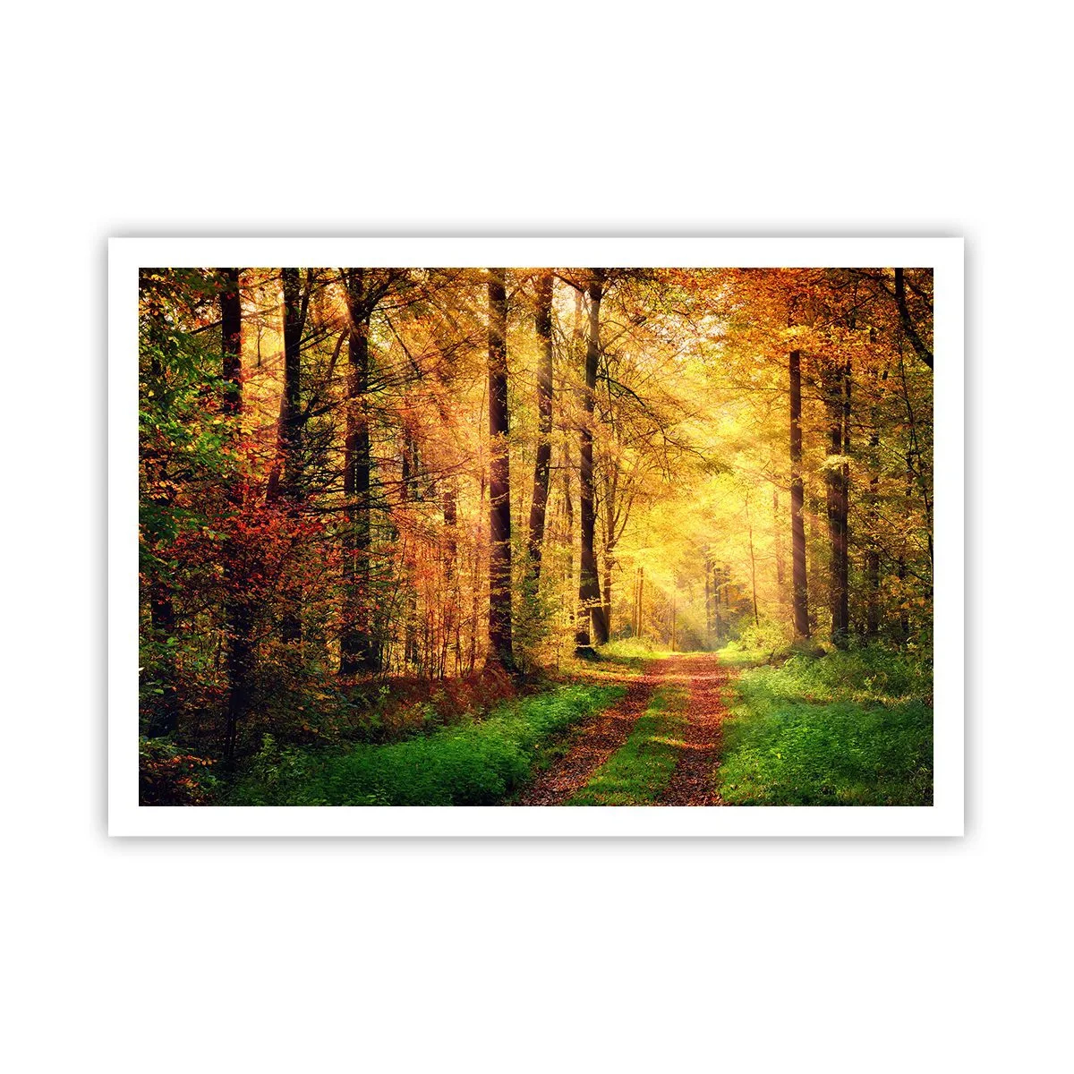 Plakát - Lesně-zlaté ticho - 100x70 cm