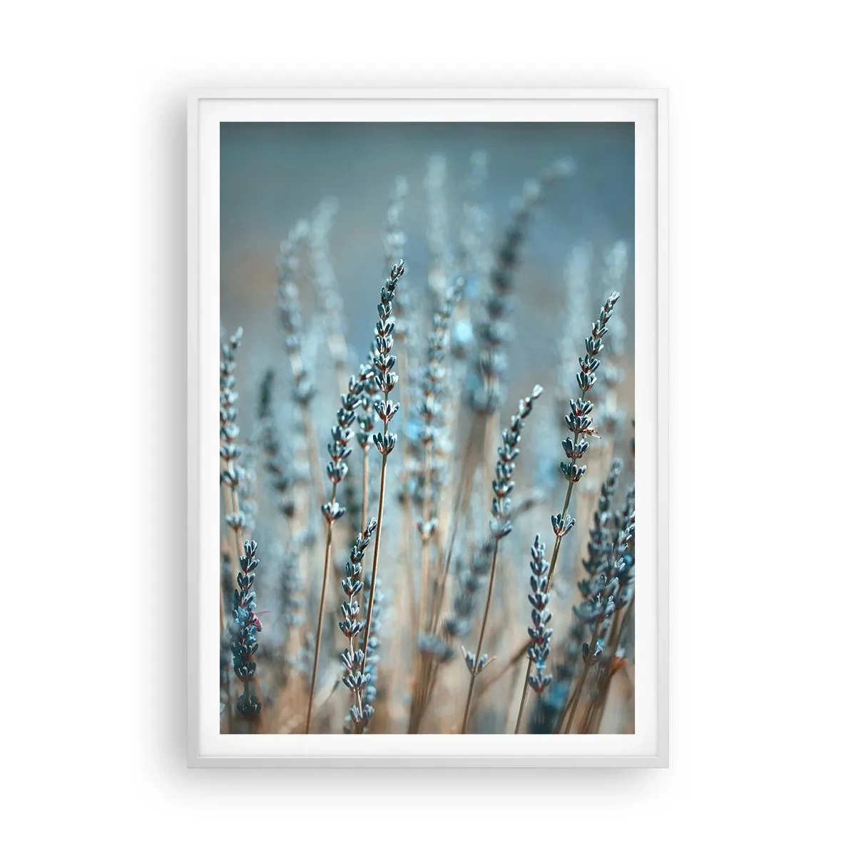 Plakát v bílém rámu - Voňavý lán - 70x100 cm