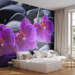 Fototapeta Samolepicí Deluxe Sticker - Kameny se rozzářily nadšením - Květiny, Kameny, Orchidej - 400x280 cm