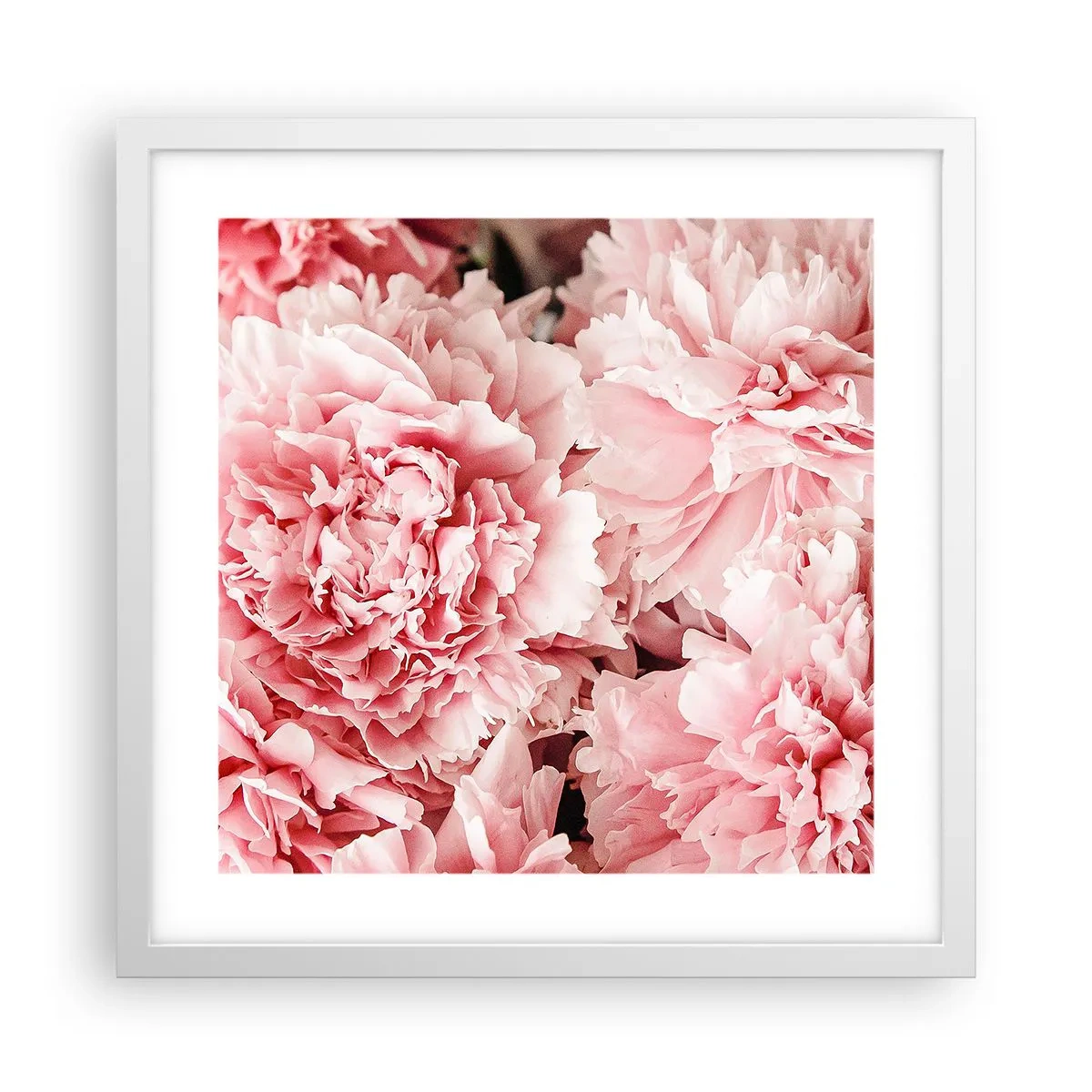 Plakát v bílém rámu - Růžový sen - 40x40 cm