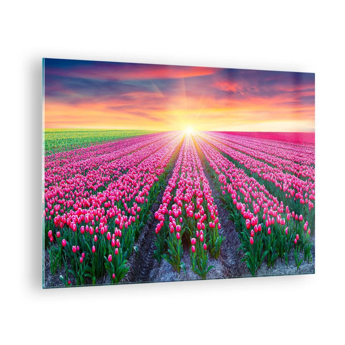 Obraz na skle - Pole růžových tulipánů v paprscích zapadajícího slunce - 70x50cm - Farma krásy - Moderní nástěnná dekorace do obývacího pokoje a ložnice ARTTOR