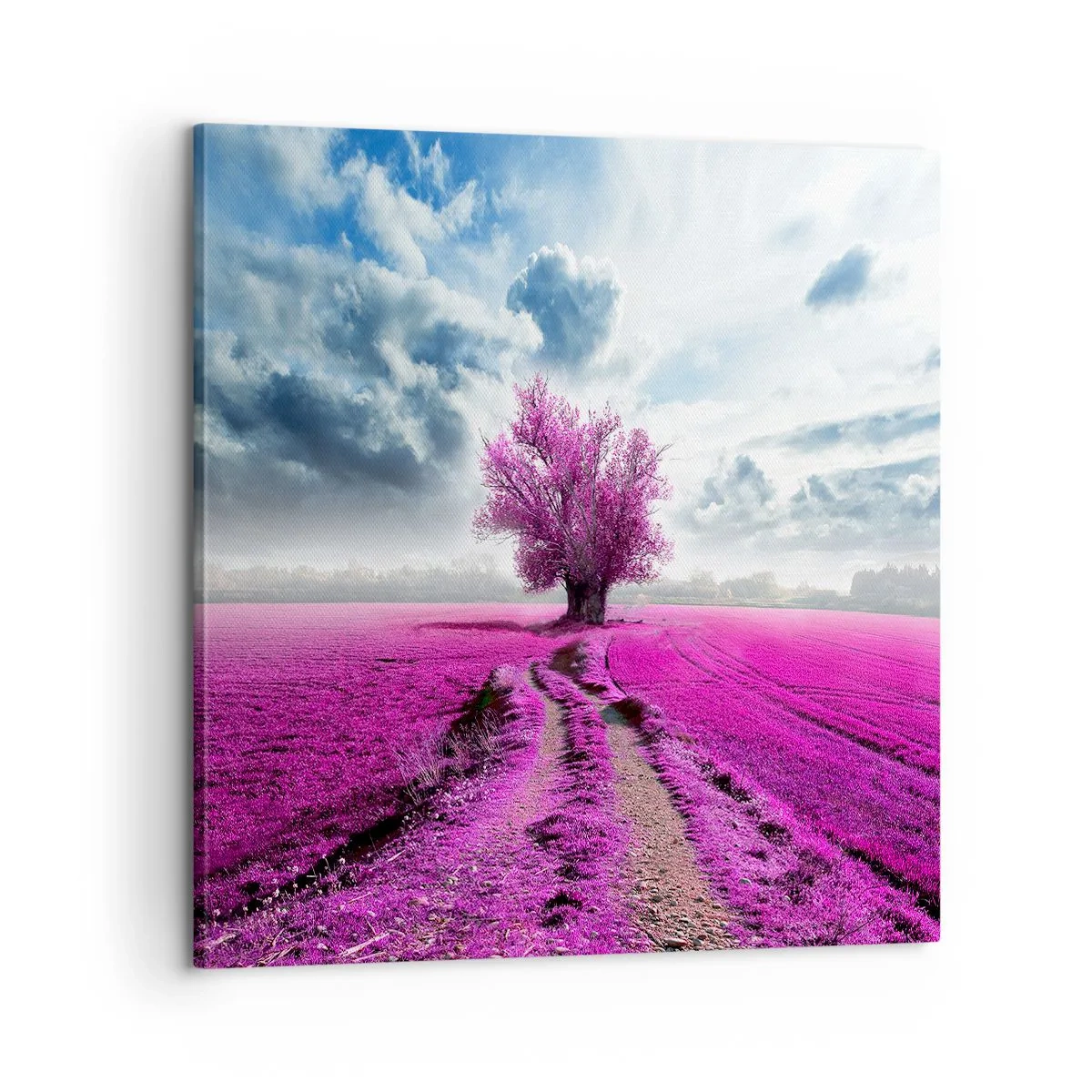 Obraz na plátně - Vřesoviště - divočina - 60x60 cm