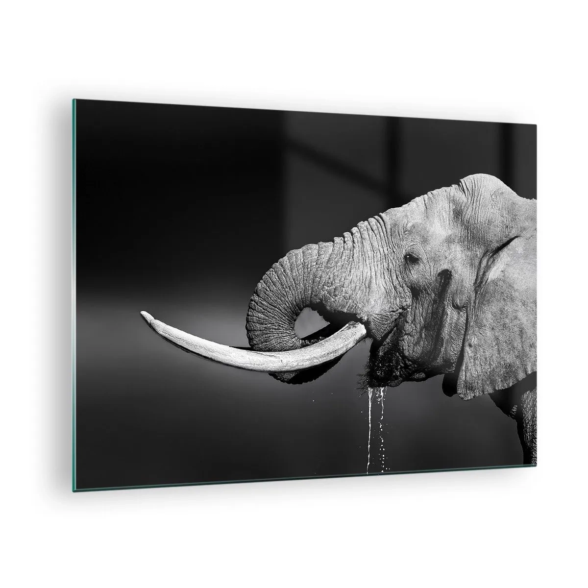 Obraz na skle - Černobílý portrét slona s chobotem - 70x50cm - Ano, teď je to dobré - Moderní nástěnná dekorace do obývacího pokoje a ložnice ARTTOR