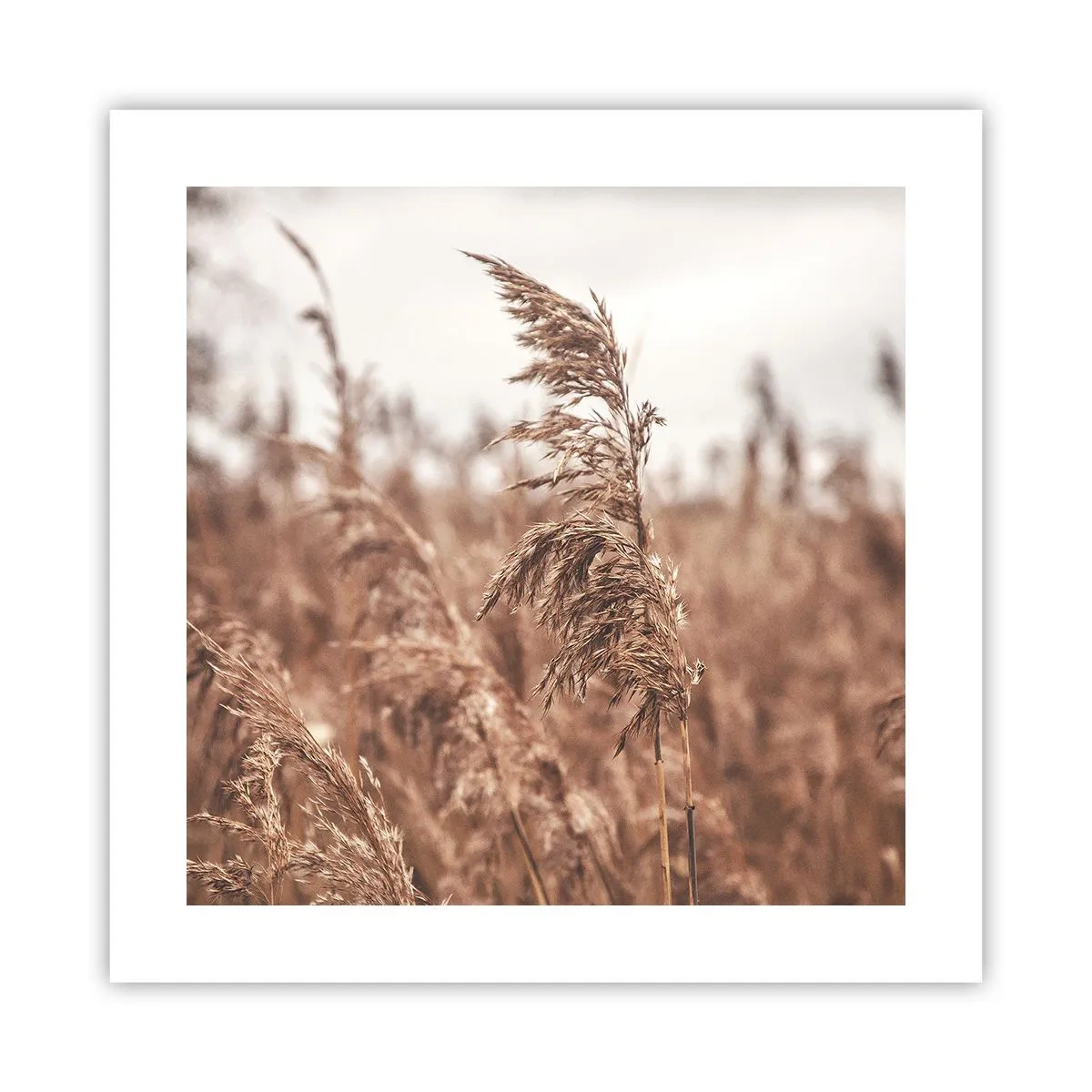 Plakát - Na polích už je podzim - 40x40 cm