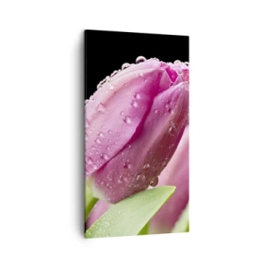 Obraz na plátně - Liliový sen v rose - 45x80 cm