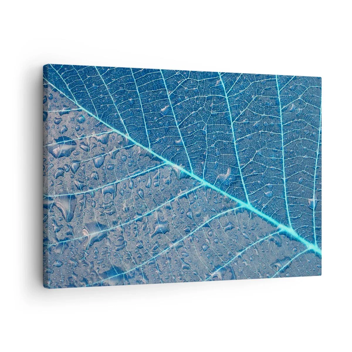 Obraz na plátně - Život v modři - 70x50 cm