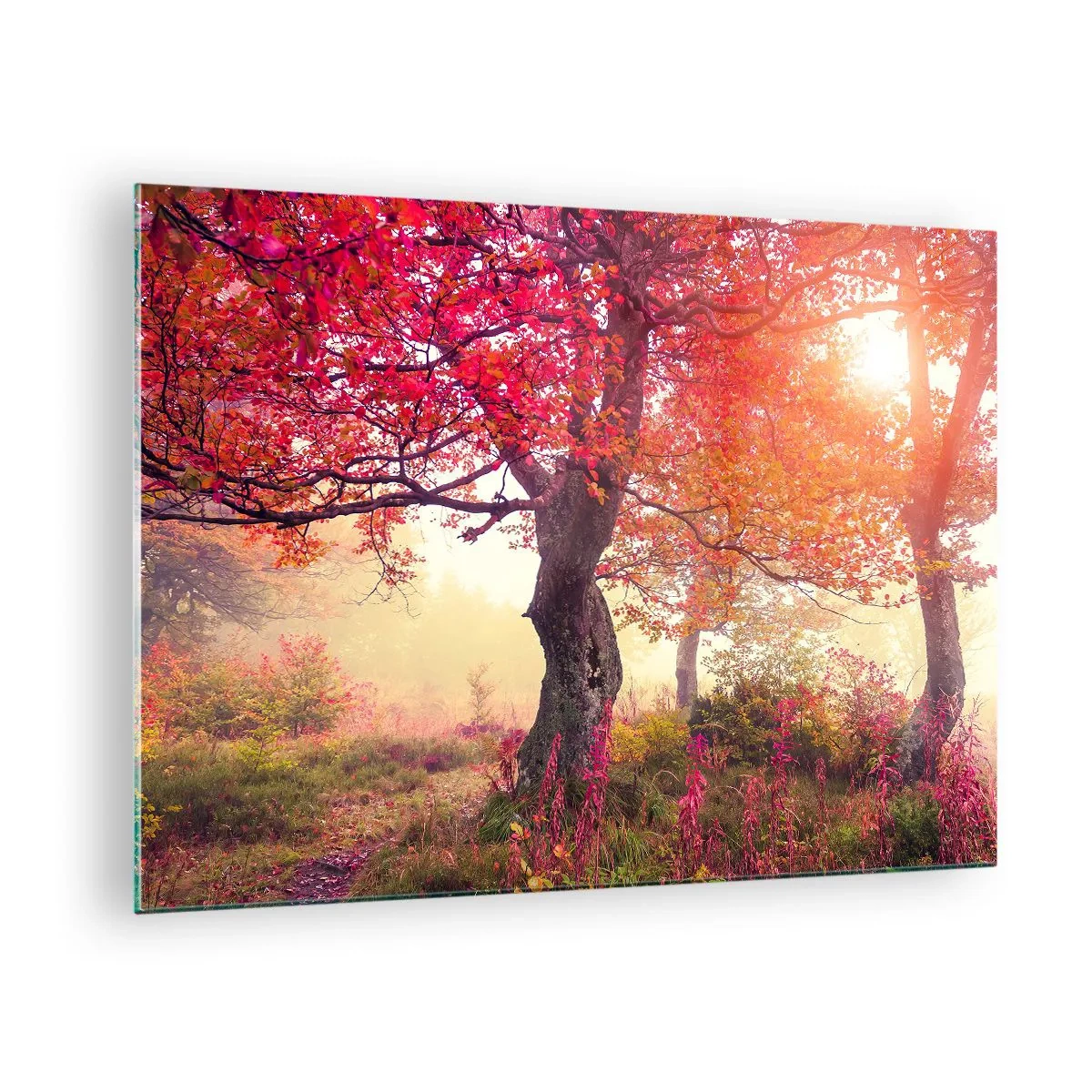 Obraz na skle - Podzimní les s ranními paprsky slunce - 70x50cm - Šílenství rozkvětu - Moderní nástěnná dekorace do obývacího pokoje a ložnice ARTTOR
