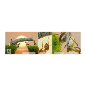 Vzor Fototapety Premium Canvas - Radostná, společná práce - Příroda, Mravenci, Západ slunce - 100x30 cm