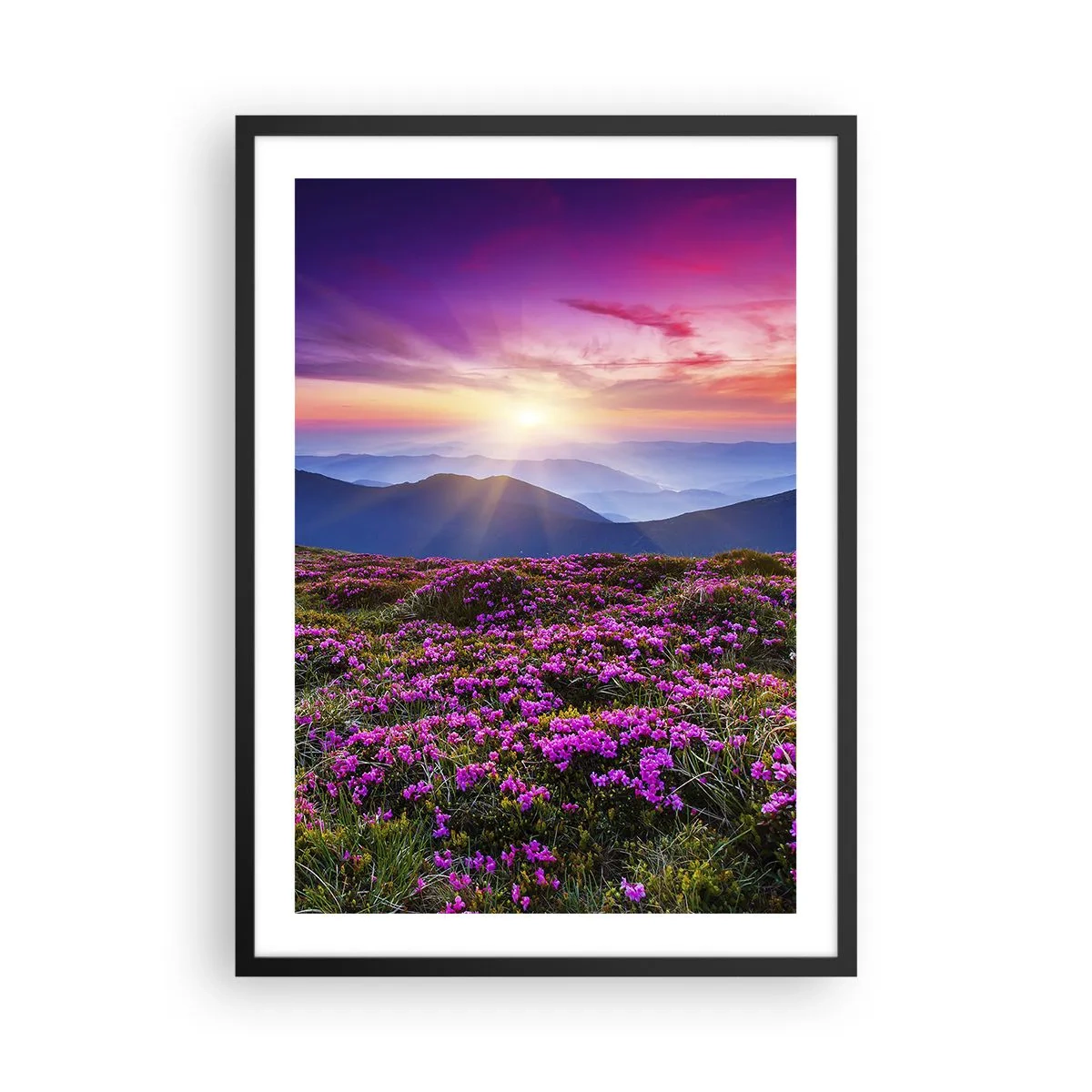 Plakát v černém rámu - Pole fialových květin v horách při západu slunce - 50x70cm - Zavoněly svěží pupeny bylinek z obilných polí - Moderní nástěnná dekorace do obývacího pokoje a ložnice ARTTOR
