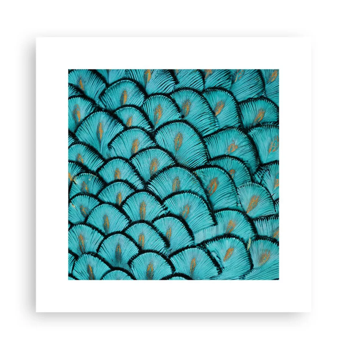 Plakát - Velká slavnost peří - 30x30 cm
