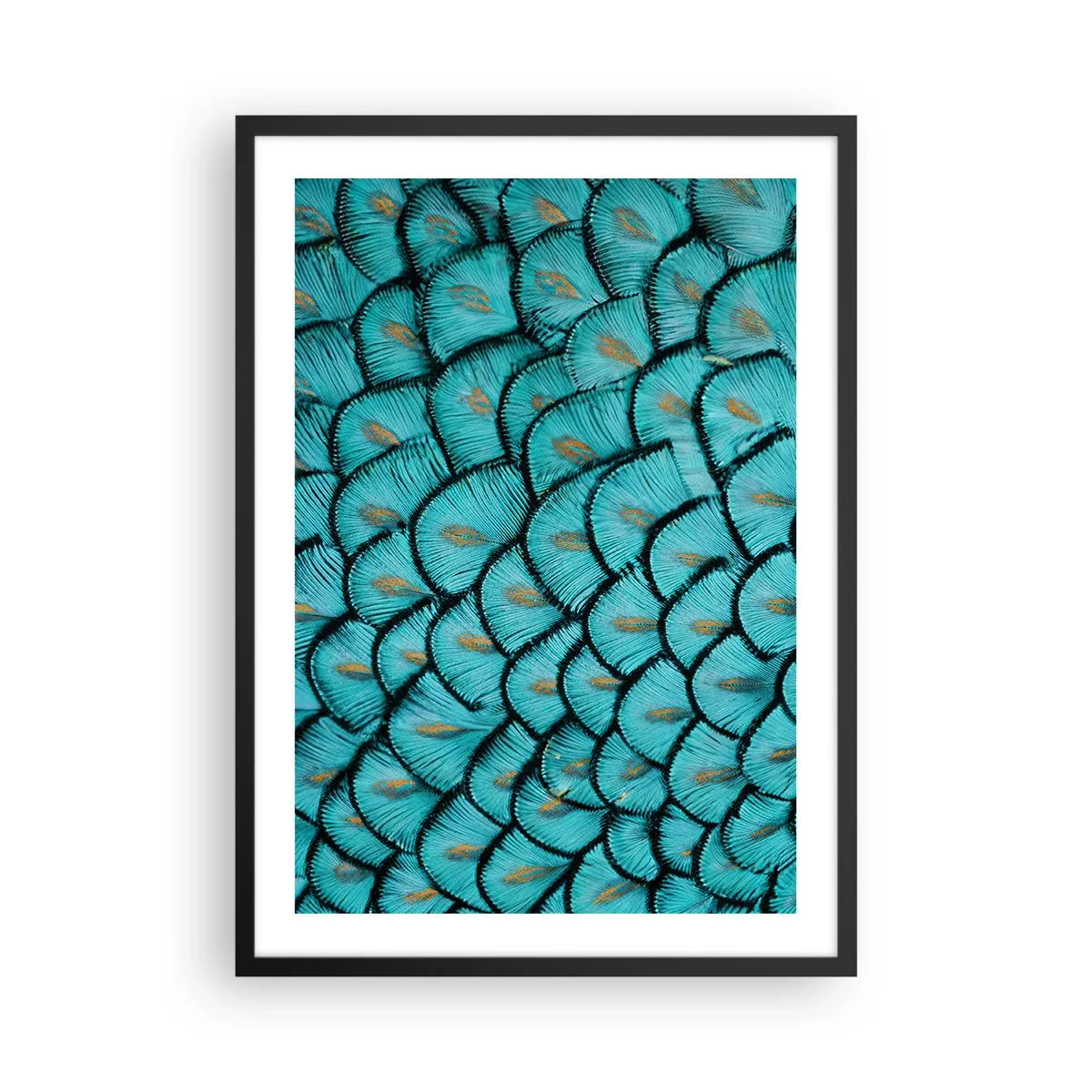Plakát v černém rámu - Makrofotografie tyrkysových peří s unikátním vzorem - 50x70cm - Velká slavnost peří - Moderní nástěnná dekorace do obývacího pokoje a ložnice ARTTOR