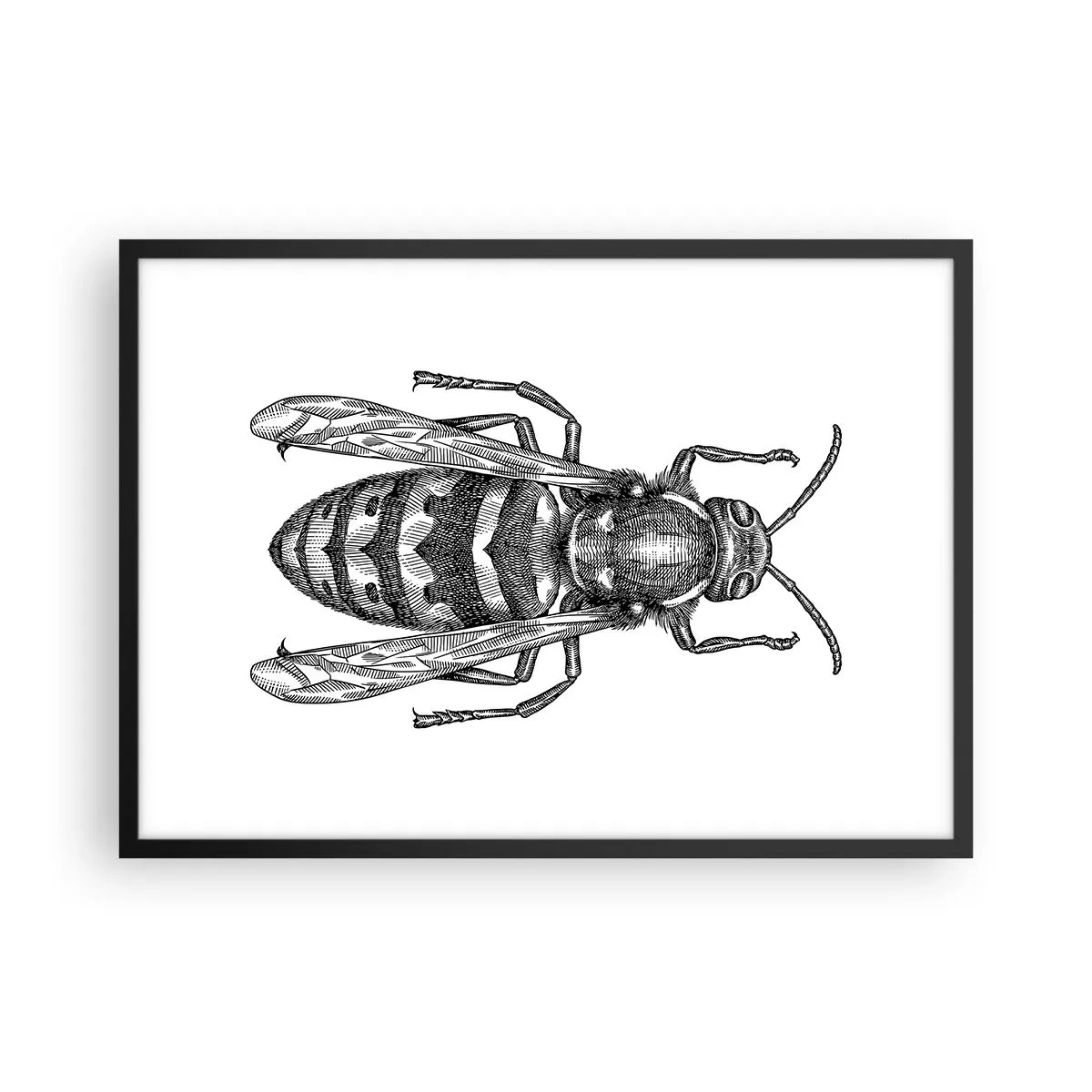 Plakát v černém rámu - Z hmyzí planety - 70x50 cm